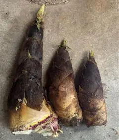 きのこの王国・信州中野産】椎茸の石づき 400g以上 ネコポス発送
