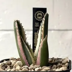 【早い者勝ち★全斑も育つ★希少】　アガベ　チタノタ　スナグルトゥース　鉢ごと81 2025年最新】スナグルトゥースの人気アイテム - メルカリ