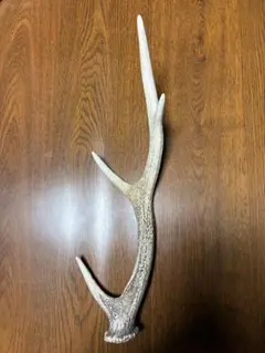 鹿の角 京都ニホンジカ 51、59cm - メルカリ