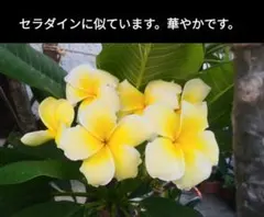 2025年最新】プルメリア苗木の人気アイテム - メルカリ