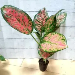 おふみさん様 リクエスト 2点 まとめ商品