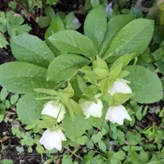 h*♡様 クリスマスローズ ピンク/ロゼスパークリング/グリーン色 切花 