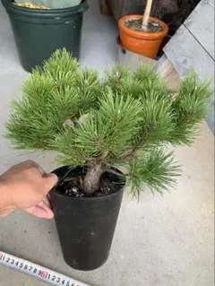 2026年最新】八房黒松の人気アイテム - メルカリ