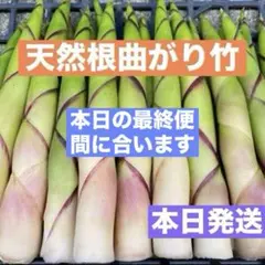 根曲がり竹　姫竹　たけのこ　森の凛さん採取　その211