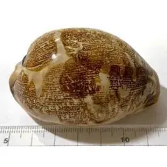 Item thumbnail for item 4c8370aa-aca0-431a-8ef2-410ed4c9707f