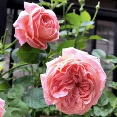 バラ苗 薔薇 さし木苗 中大輪 強香 四季咲き 匿名発送 - メルカリ