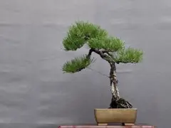 2025年最新】文人 盆栽の人気アイテム - メルカリ