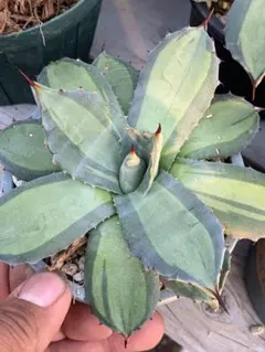 やん様 リクエスト 3点 まとめ商品