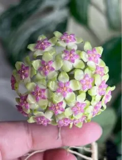 2026年最新】希少なホヤ植物の人気アイテム - メルカリ