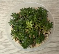 まめたん様専用。ミモザ 抜き苗