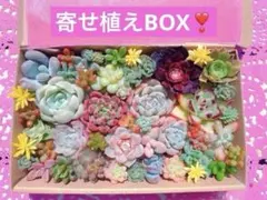 コロコロ可愛い❣️韓国苗入り寄せ植えセット❣️カット苗　多肉弁当　エケベリア