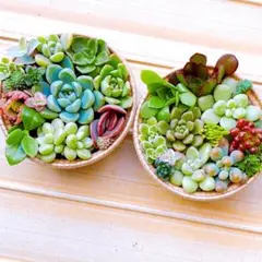 ①【メルカリ便】多肉植物　寄せ植え　そのまま飾れる　セダム【2個】