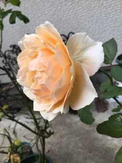 ♡みあ様ご確認用です♡