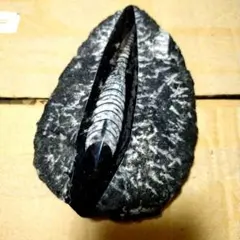 三葉虫 Dalmanites limulurus ニューヨーク産 - メルカリ