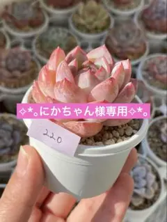 にかちゃん様 リクエスト 2点 まとめ商品