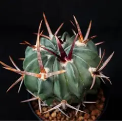 2025年最新】竜剣丸 サボテンの人気アイテム - メルカリ