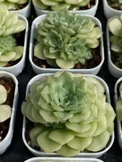 c*o様 U695　白女王マルガン　抜き苗　30株　多肉植物 エケベリア 韓国苗