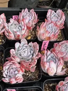 選抜株】多肉植物 エケベリア 23922 バイオレットクイーン錦 1個 抜き