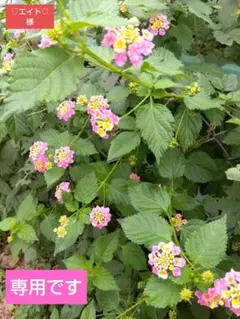 [♡エイト♡様専用] 70周年記念BLEND精油 ピンクパープル 10ml