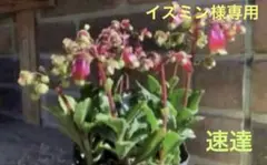 【イズミン様専用】カランコエ・ウェンディ　◎抜き苗◎ 速達