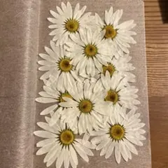 直径6センチ 押し花 デイジー 約10枚セット