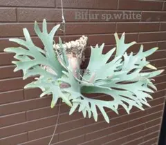 P.dwarf Yellow Moon hillii Dragon - メルカリ