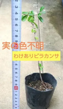わけありピラカンサ 抜き苗(白札) わけありピラカンサ 抜き苗(白札) - メルカリ