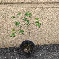 [匿名発送]　希少　無農薬　雲龍うんりゅうカラタチ35　抜き苗　1株のサムネイル