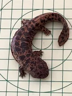 オオサンショウウオ フィギュア リアル 爬虫類 両生類 模型のサムネイル