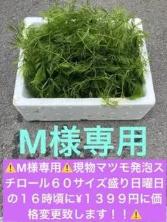 ⚠️M様専用⚠️現物マツモ発泡スチロール６０サイズ盛り‼️