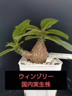 2026年最新】ウィンゾリー 実生の人気アイテム - メルカリ