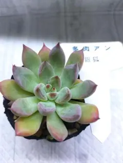 2025年最新】多肉アンの人気アイテム - メルカリ