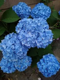 アリアケスミレ 小苗 1株 有明すみれ 有明菫 多年草 山野草 宿根草 a1 アリアケスミレ 小苗 1株 有明すみれ 有明菫 多年草 山野草 宿根草 a2