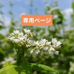 専用ページ