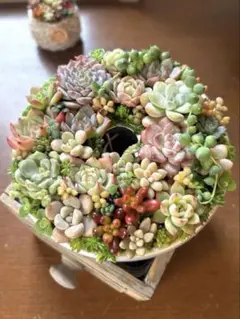 多肉植物寄せ植え　リース型ポット