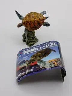 アオウミガメ 「海遊館ミュージアム」 海遊館限定