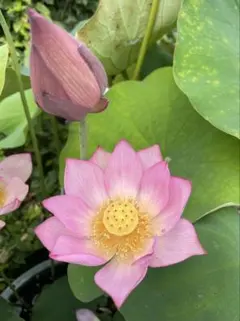 2026年最新】花蓮 蓮根の人気アイテム - メルカリ