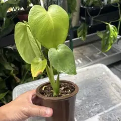 根上がり モンステラ 天然苔盆栽仕立て 陶器鉢 植え込み発送 - メルカリ