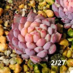 2026年最新】おらいさん苗 ちょこんの人気アイテム - メルカリ