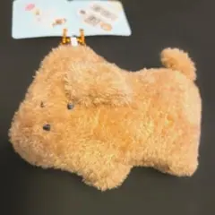 トイプードル　マスコット　つぶらな瞳の犬