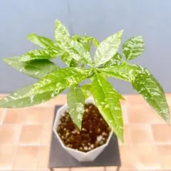 限定1苗】ジャボチカバ・リストラーダ(Plinia sp.) 希少熱帯果樹 苗