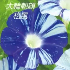 奥川文代様 リクエスト 3点 まとめ商品