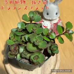 しんさん様 リクエスト 3点 まとめ商品