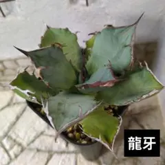 morisol様 リクエスト 3点 まとめ商品