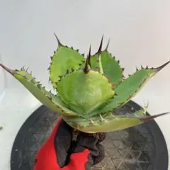 アガベ ハイブリッドボビコルヌータ × ピグマエア 'Illusion' 斑入り アガベ ハイブリッドボビコルヌータ × ピグマエア 'Illusion' 斑入り