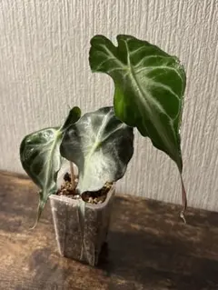 Q716 Alocasia Venom アロカシア・ヴェノム - メルカリ