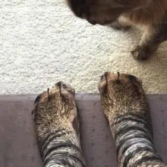 未使用♩猫ソックス 3Dプリント ハロウィン仮装①