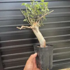 2026年最新】コミフォラの人気アイテム - メルカリ