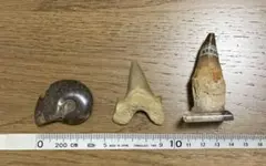 Item thumbnail for item 84989619-d8b4-4424-b8ee-dbd2adf71f73