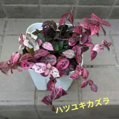 ハツユキカズラ　抜き苗　⑦